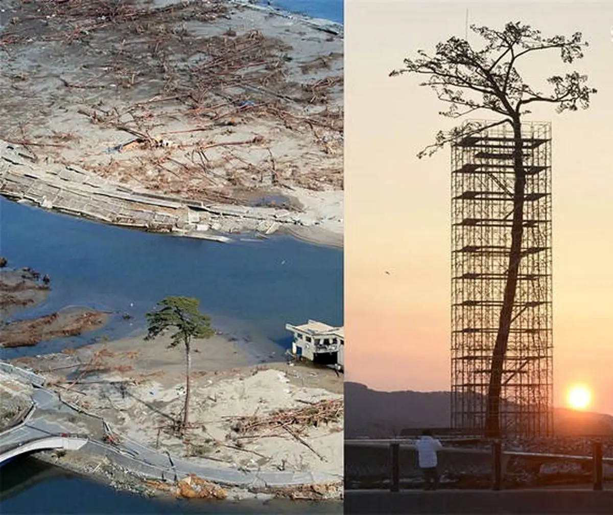تنها درخت باقی مانده از سونامی ژاپن! / عکس