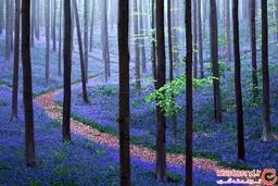 جنگل رویایی در بلژیک/ تصاویر