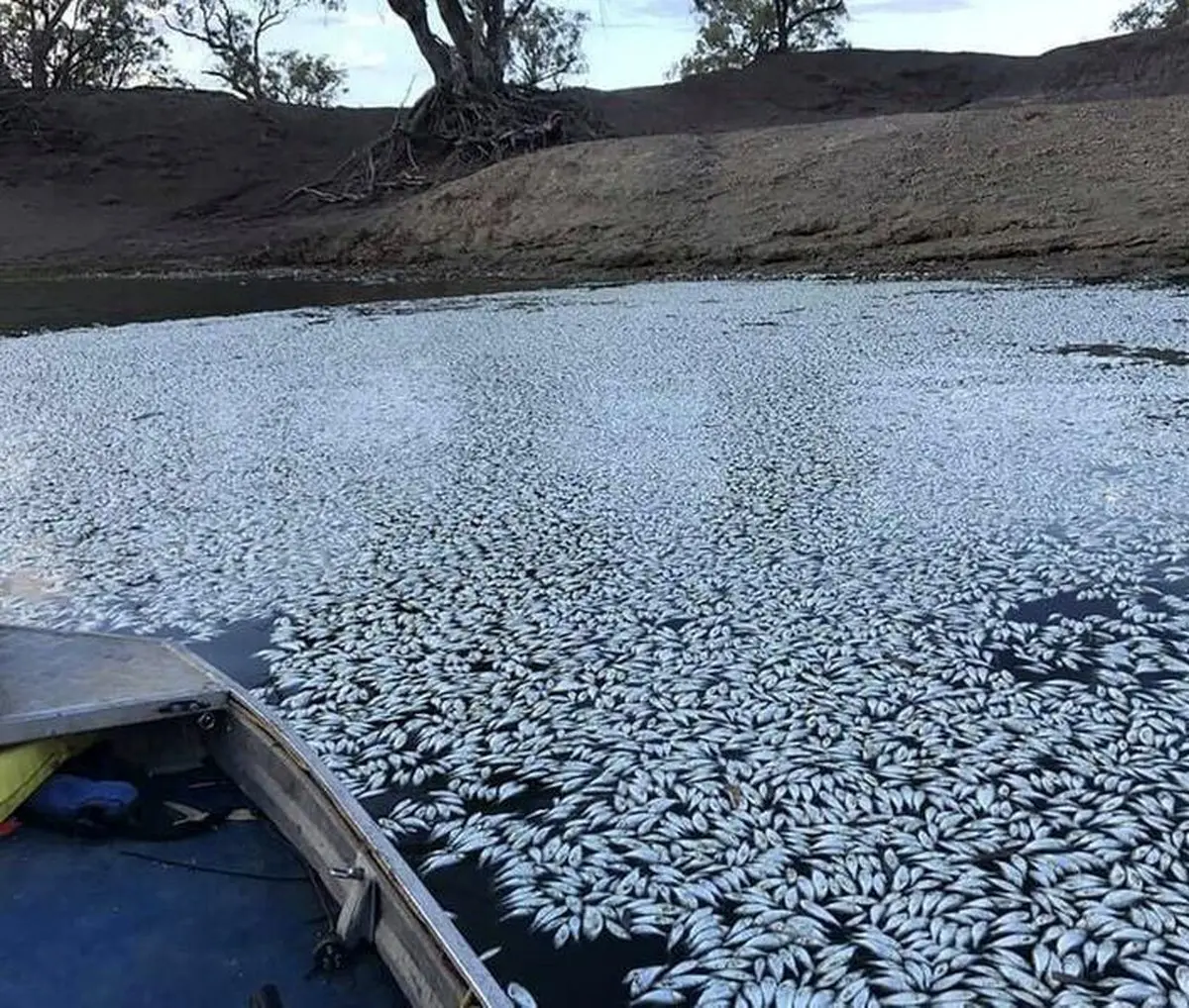 مرگ هزاران ماهی در اثر خشکسالی/ تصاویر