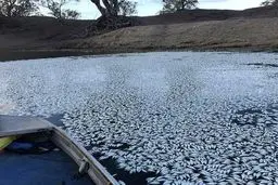 مرگ هزاران ماهی در اثر خشکسالی/ تصاویر