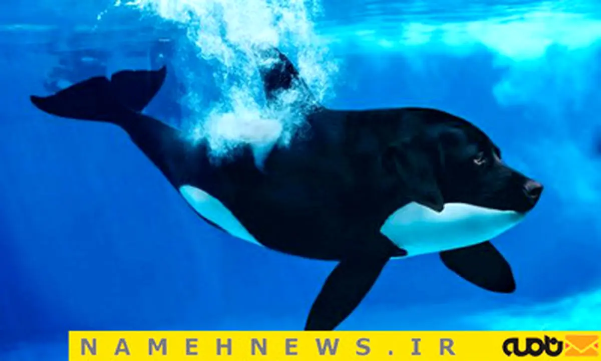 شتر گاو پلنگ به واقعیت پیوست!+تصاویر