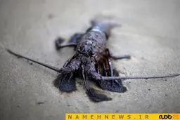 عکس/مرگ خرچنگ سبیل کلفت