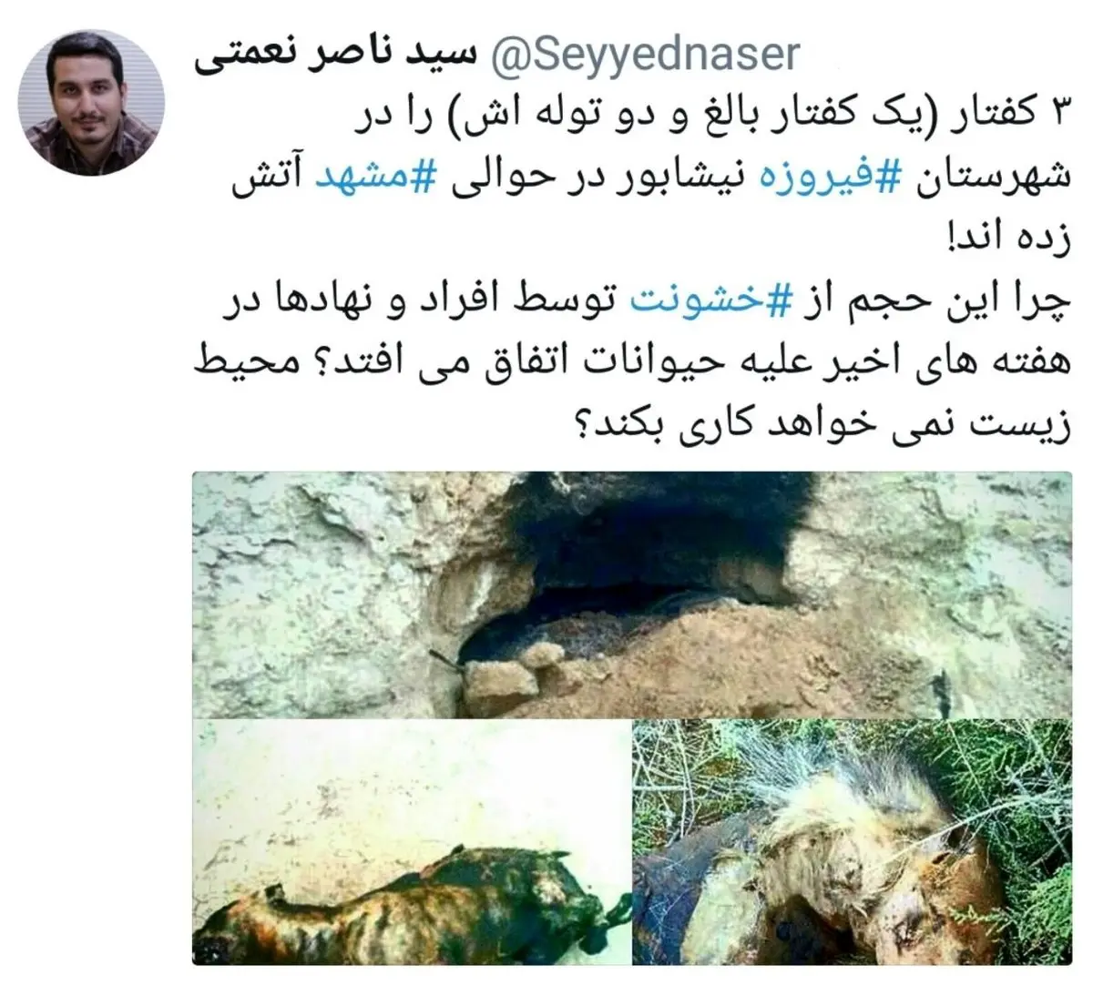 آتش زدن حیوانات تمامی ندارد؟! / عکس