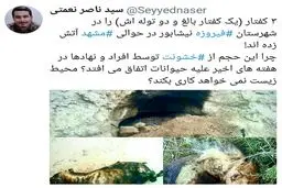 آتش زدن حیوانات تمامی ندارد؟! / عکس