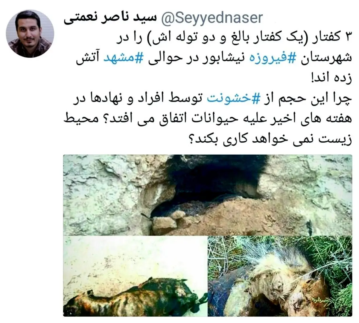 آتش زدن حیوانات تمامی ندارد؟! / عکس