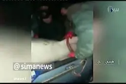 صید فیل ماهی ۵۰۰ کیلوگرمی در مازندران +فیلم