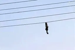 جسد نظامی اوکراینی روی سیم برق / عکس