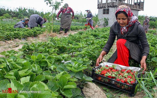 عکس/ برداشت توت فرنگی در مازندران