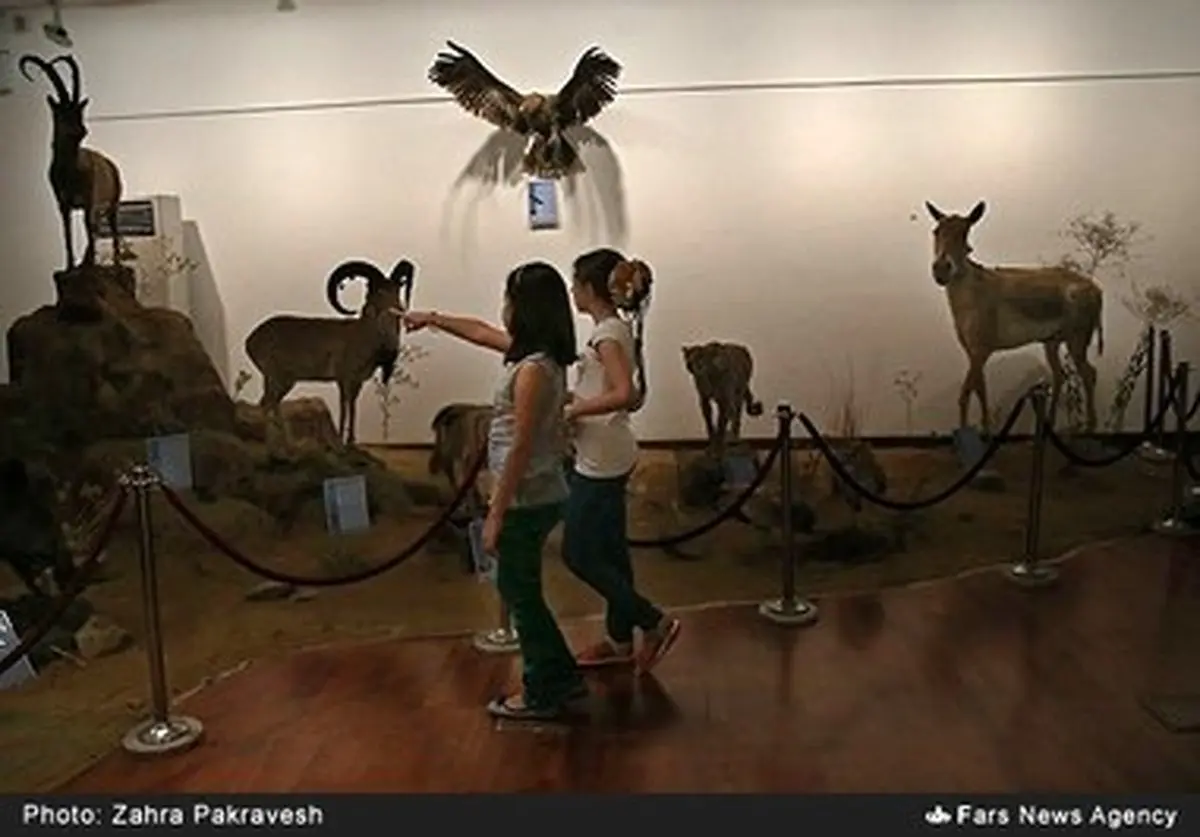 200 هزار سال همبودی انسان و جانوران در ایران‌ زمین/ تصاویر