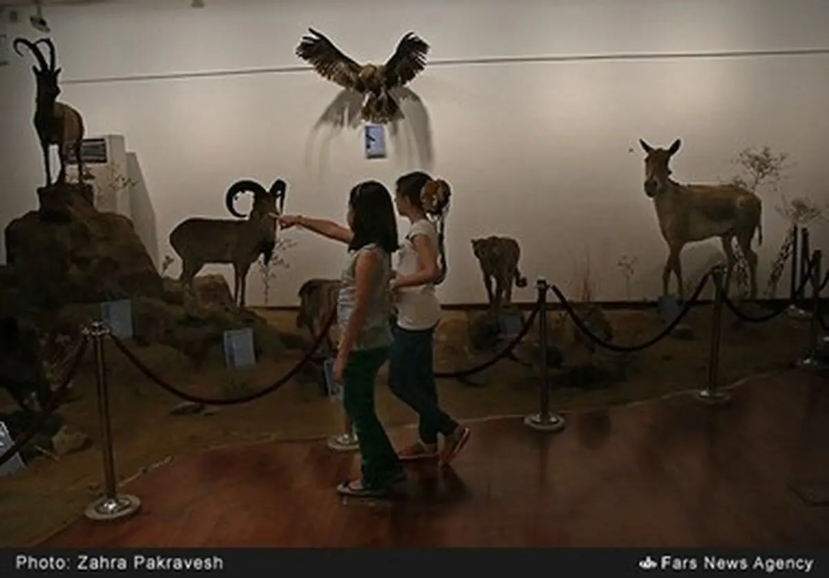 200 هزار سال همبودی انسان و جانوران در ایران‌ زمین/ تصاویر