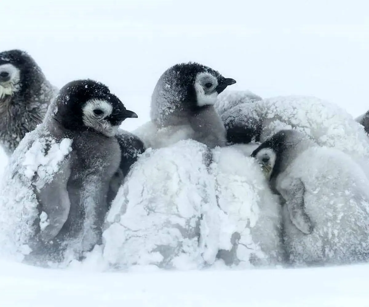 حیوانات در سرما چه میکنند؟! / تصاویر