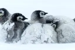 حیوانات در سرما چه میکنند؟! / تصاویر