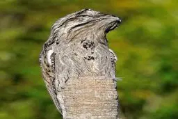 پاتو پرنده ای که استاد استتار است / عکس