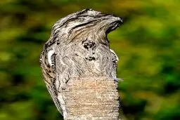 پاتو پرنده ای که استاد استتار است / عکس