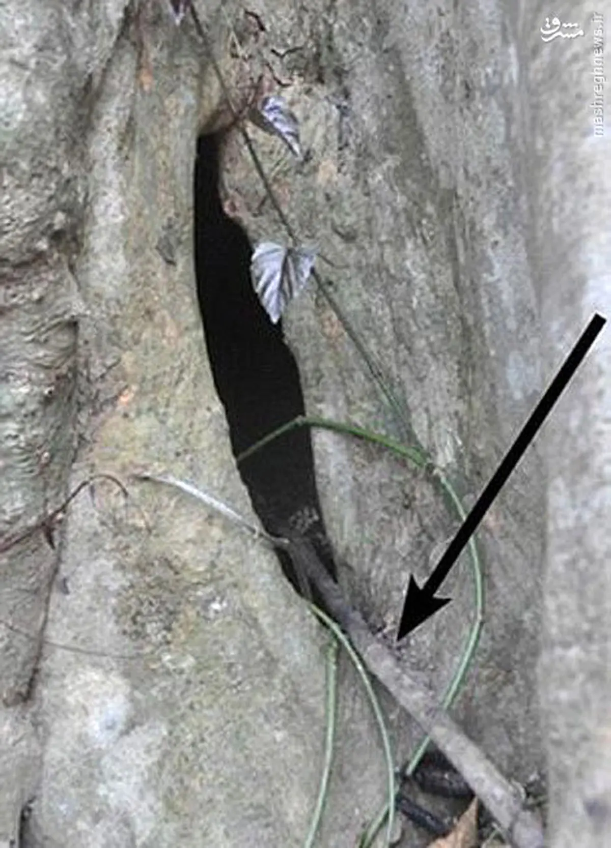 کشف عامل اصلی ابولا/ عکس