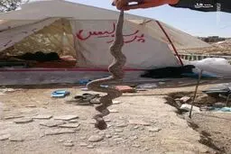 یک قاتل؛ دردسر جدید زلزله‌زدگان کرمانشاه/عکس