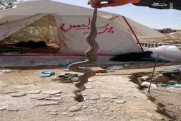 یک قاتل؛ دردسر جدید زلزله‌زدگان کرمانشاه/عکس