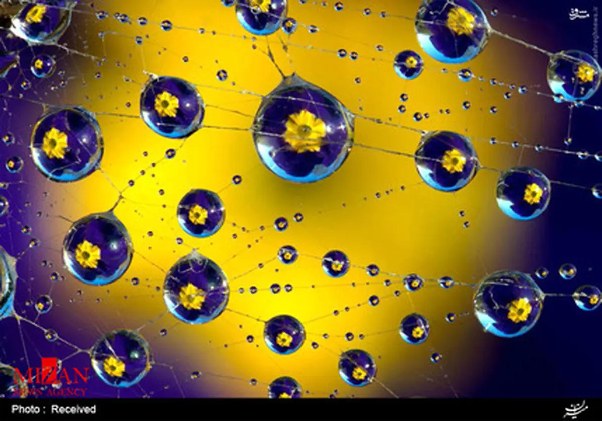 عکس/ زیبایی طبیعت در قطرات باران