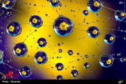 عکس/ زیبایی طبیعت در قطرات باران