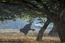 تصویر خیره کننده از ایستادن فیل