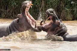 همنوع‌خواری در افریقای جنوبی/تصاویر