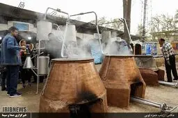 عکس / جشنواره گلابگیری