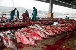 بازار کوسه فروشان/عکس