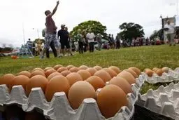 مسابقه پرتاب تخم مرغ‎/تصاویر