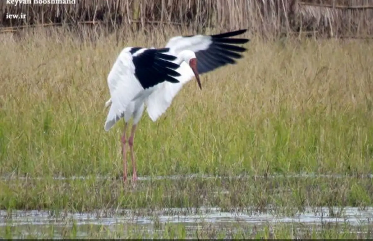 اسم این درنا امید است / عکس