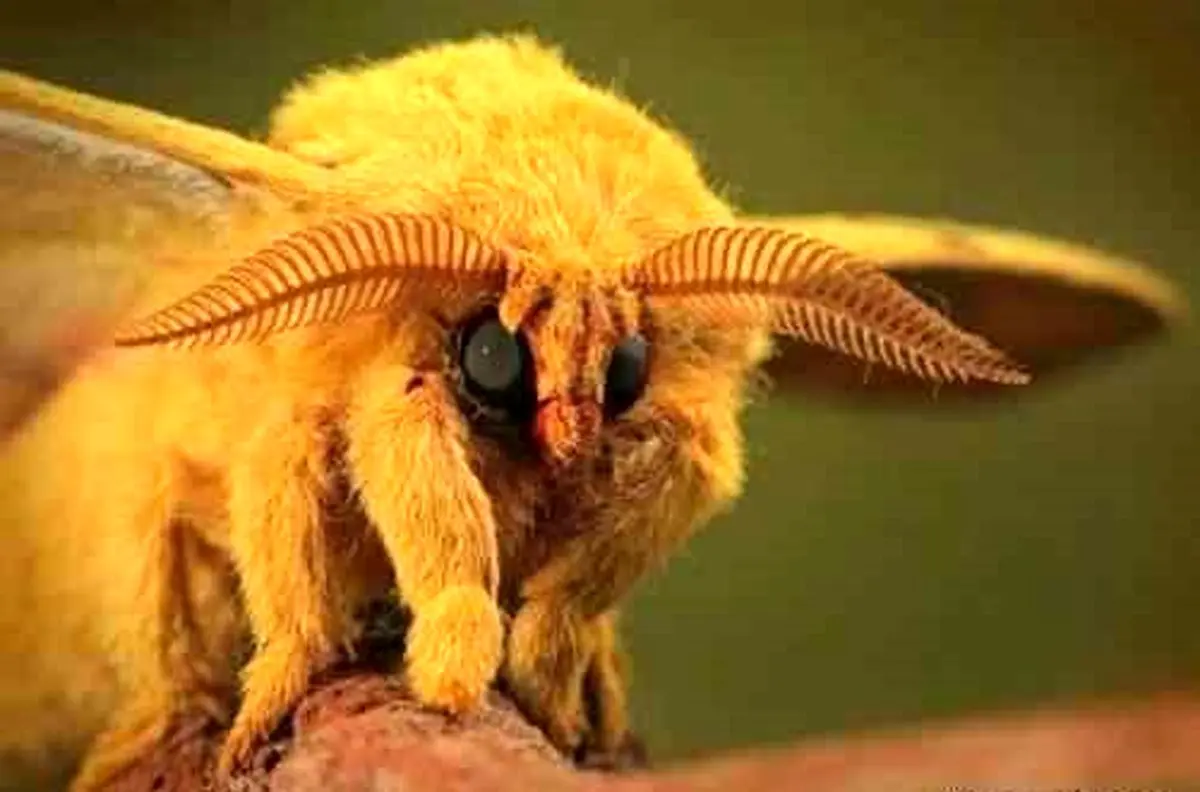 حشره ی عجیب فضایی / عکس