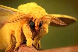 حشره ی عجیب فضایی / عکس