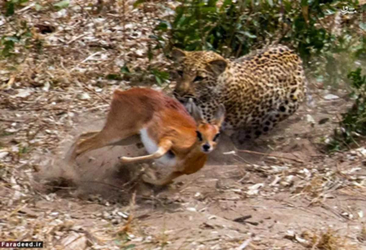 آخرین تلاش‌های آهو برای فرار از دست پلنگ/تصاویر