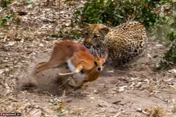 آخرین تلاش‌های آهو برای فرار از دست پلنگ/تصاویر