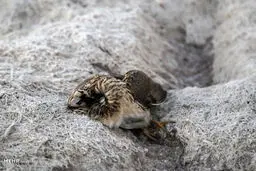 تصاویری از فاجعه زیست محیطی در تالاب شادگان