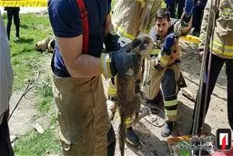 جات یک روباه از چاه ۱۰متری در خیابان شریعتی تهران!/تصاویر