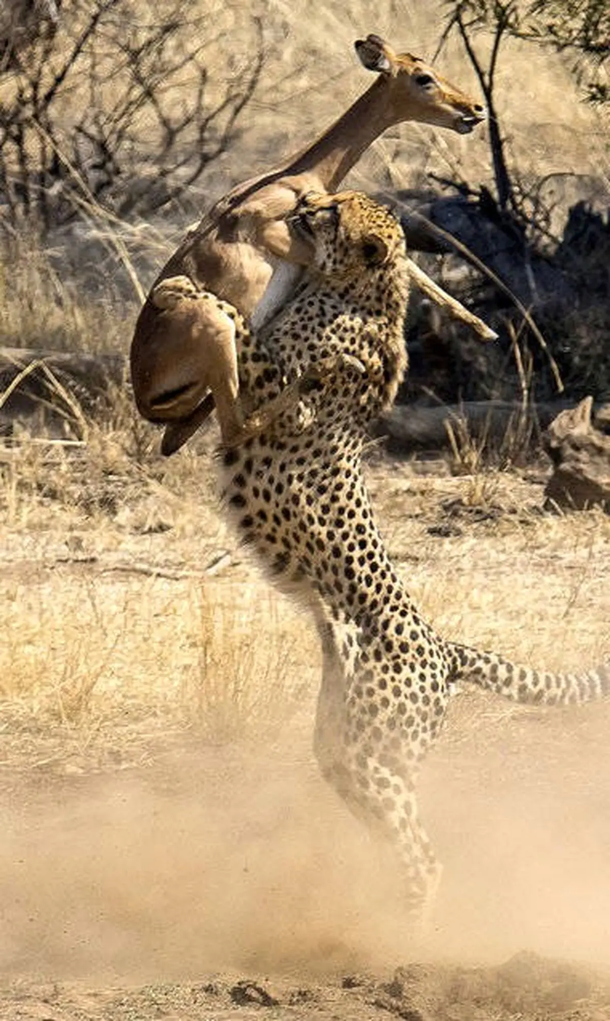 تصویر دیدنی از لحظه شکار یوزپلنگ