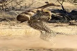 تصویر دیدنی از لحظه شکار یوزپلنگ