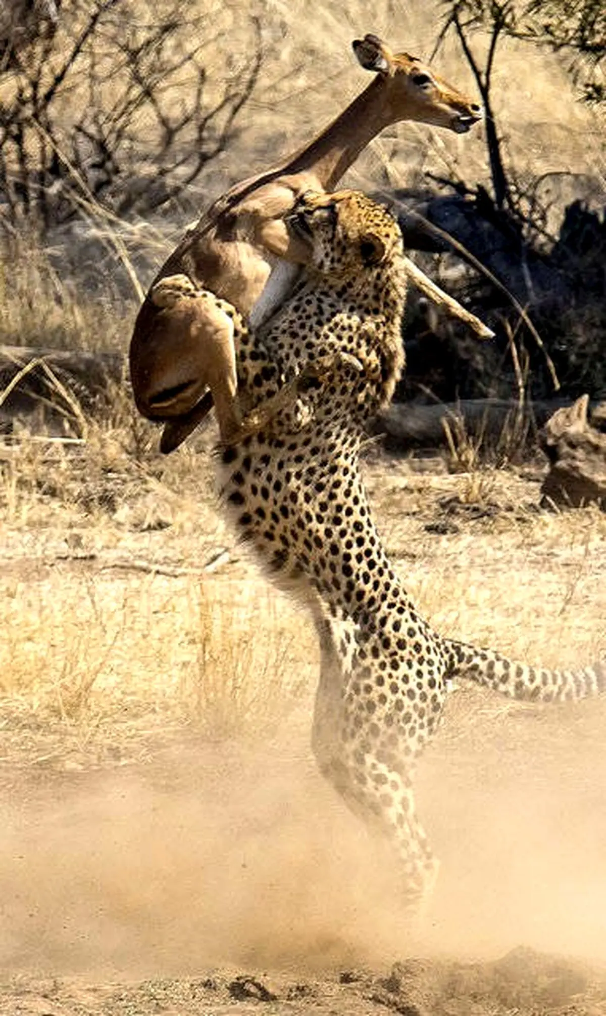 تصویر دیدنی از لحظه شکار یوزپلنگ
