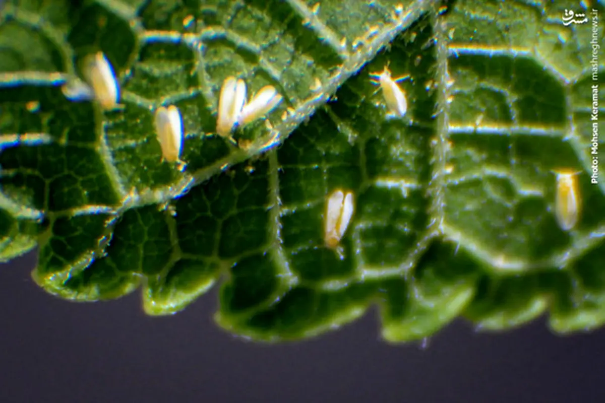 بازگشت مزاحمان به خیابان‌ های تهران+ تصاویر