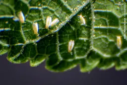 بازگشت مزاحمان به خیابان‌ های تهران+ تصاویر