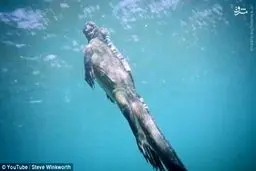 گودزیلا در زیر آب/ تصاویر