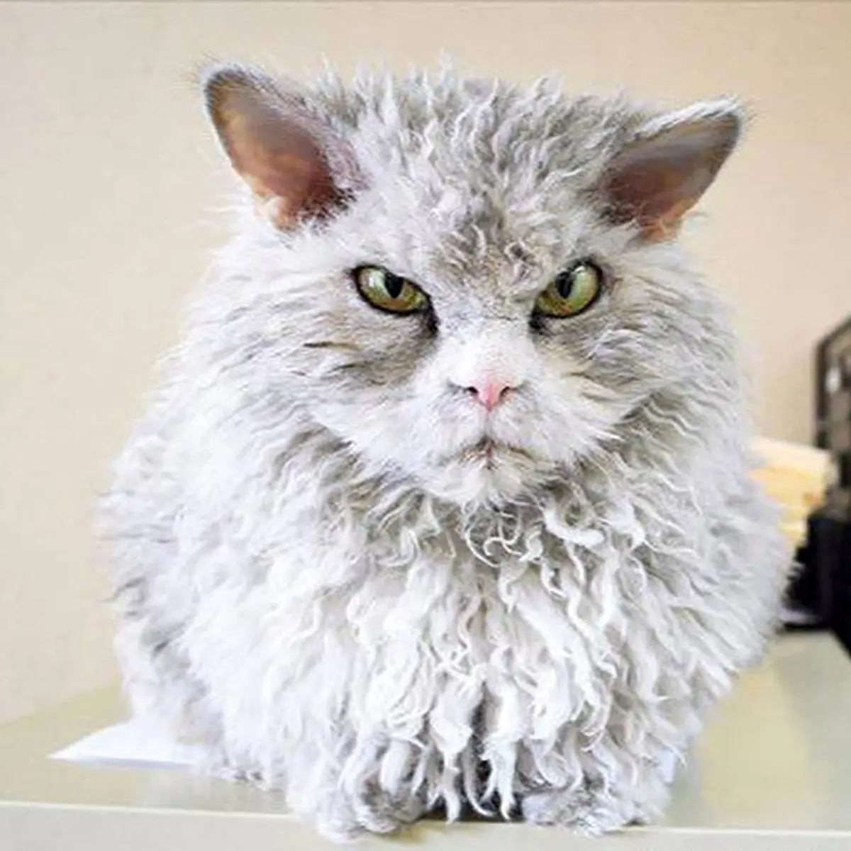 اخموترین گربه جهان! / عکس