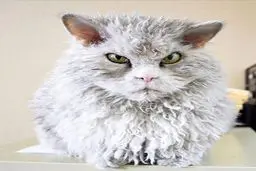 اخموترین گربه جهان! / عکس