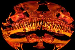 عجیب‌ترین ماهی در اقیانوس/عکس