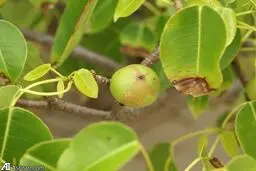 خطرناک‌ترین درخت در جهان/عکس