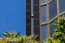 عکس/ بازگشت پروانه ها به تهران