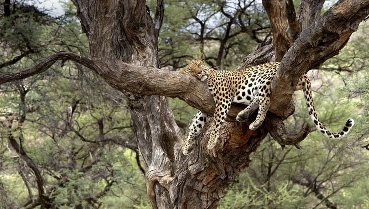 خواب راحت پلنگ بالای درخت / عکس