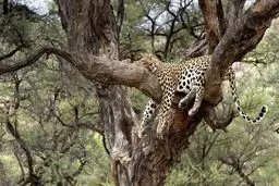 خواب راحت پلنگ بالای درخت / عکس