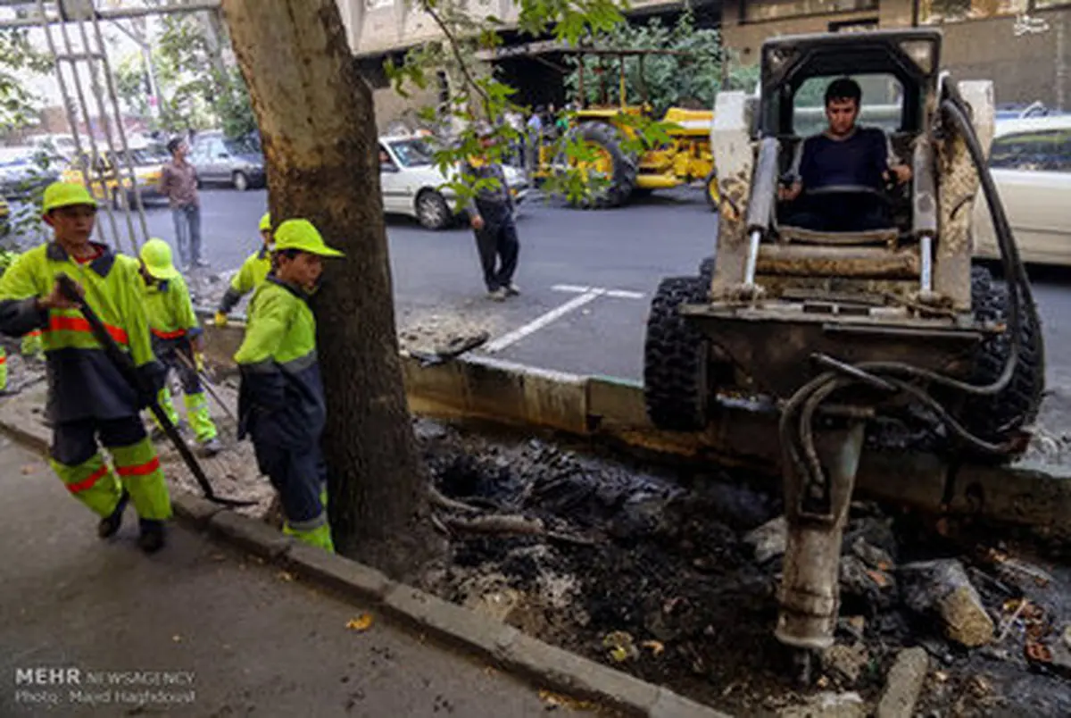 احیای درختان چنار کهن سال خیابان فلسطین/تصاویر