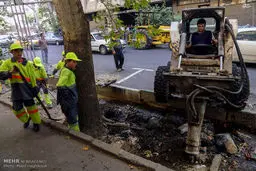 احیای درختان چنار کهن سال خیابان فلسطین/تصاویر